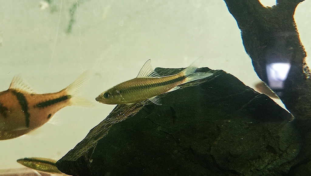 Schismatorhynchos heterorhynchos