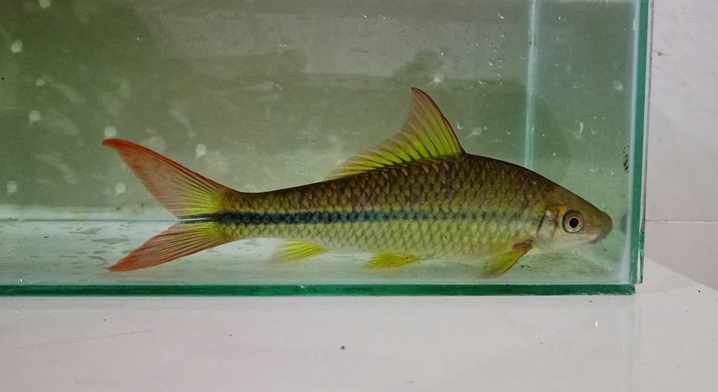 Waandersii's Hard-lipped Barb (Osteochilus waandersii)