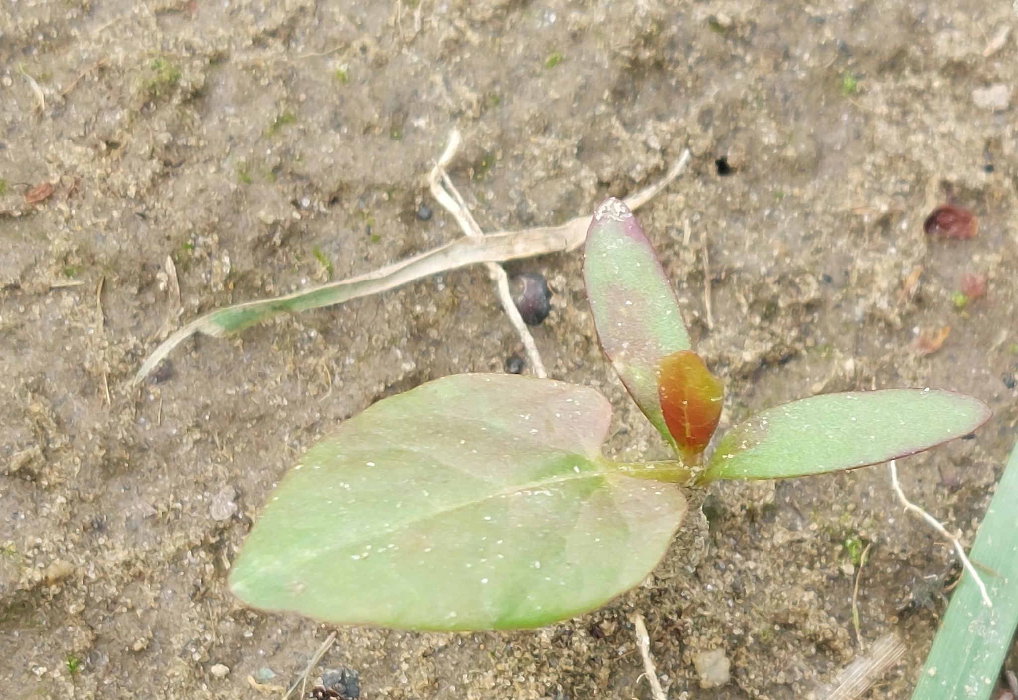 Imagem de Corda-de-viola