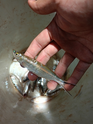 Apollo sharkminnow (Luciosoma trinema) — Cyprinidae — 5