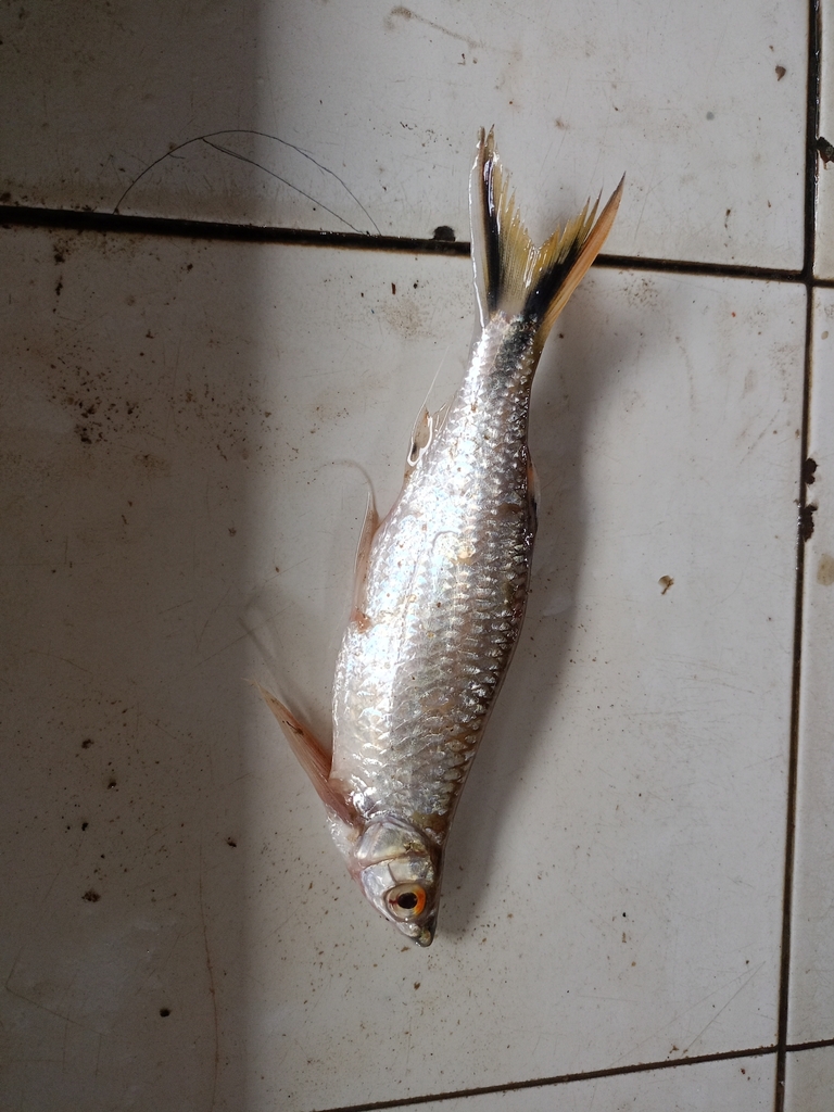 Luciosoma trinema (Luciosoma trinema)