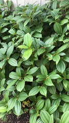Magnoliopsida