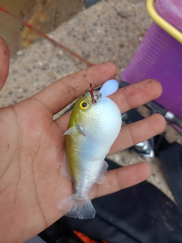 Golden puffer (Auriglobus modestus) — Tetraodontidae