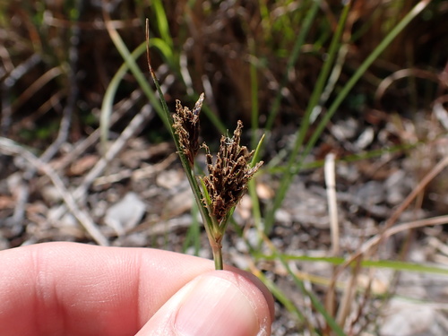 Cyperus rigidifolius observed 2025-03-29
