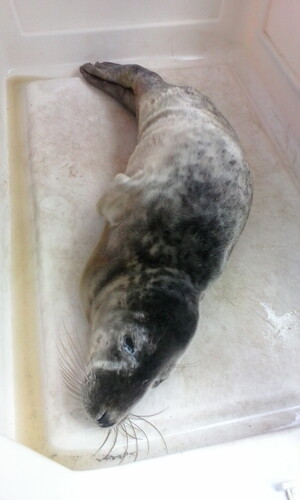 Atlantic Grey Seal