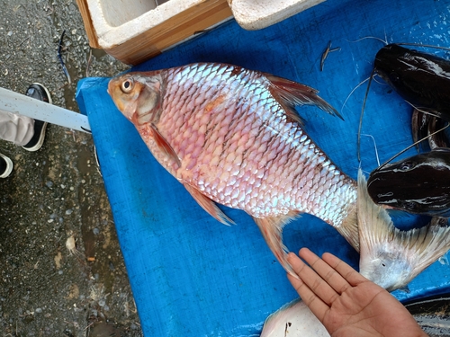 Bulu barb (Puntioplites bulu) — Cyprinidae