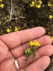 Deinandra greeneana peninsularis