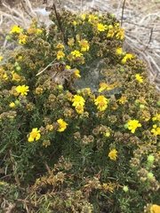 Deinandra greeneana peninsularis