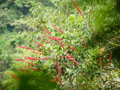Sarcopera anomala