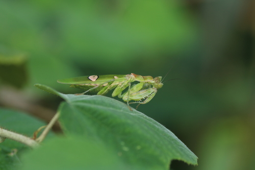 Creobroter vitripennis