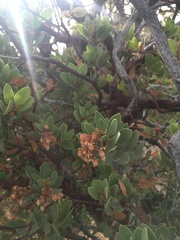Arctostaphylos pringlei