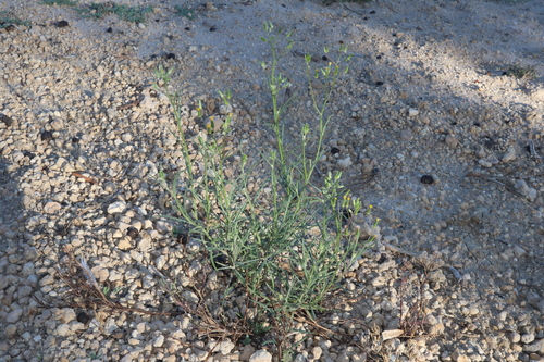 Image of thistle-leaf groundsel by (c) Thomas Mesaglio, some rights reserved (CC BY)