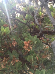Arctostaphylos pringlei