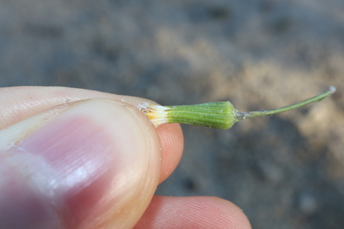 Image of Senecio runcinifolius by (c) Thomas Mesaglio, some rights reserved (CC BY)