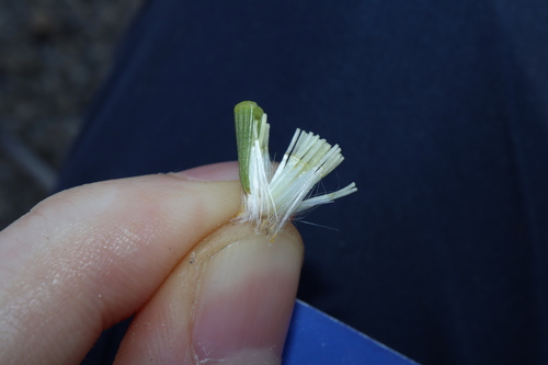 Image of thistle-leaf groundsel by (c) Thomas Mesaglio, some rights reserved (CC BY)