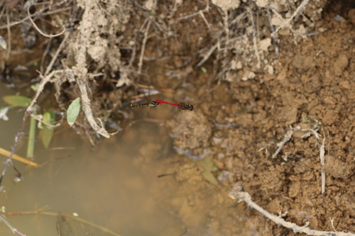 Four-tipped Darter