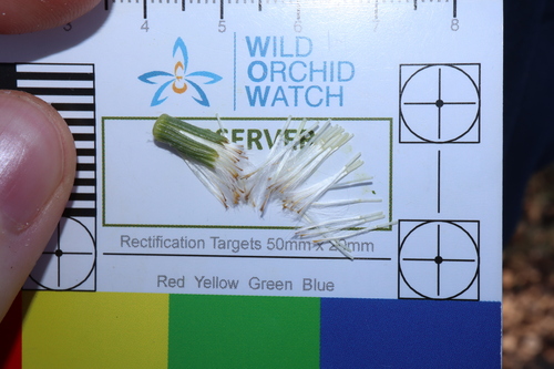 Image of Senecio runcinifolius by (c) Thomas Mesaglio, some rights reserved (CC BY)