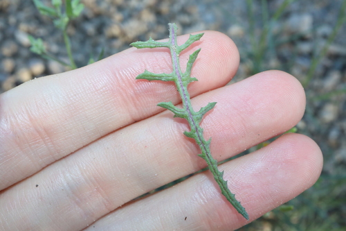 Image of thistle-leaf groundsel by (c) Thomas Mesaglio, some rights reserved (CC BY)