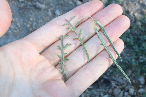 Image of Senecio runcinifolius by (c) Thomas Mesaglio, some rights reserved (CC BY)