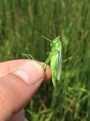 Orchelimum gladiator