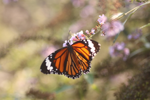 Common Tiger Butterfly