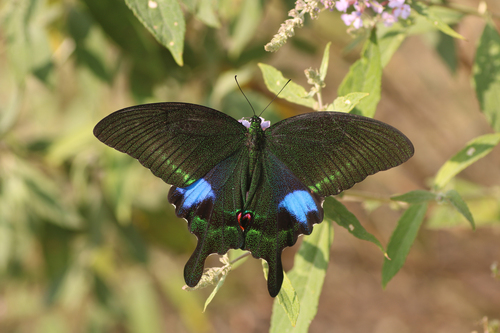 Paris Peacock Swallowtail