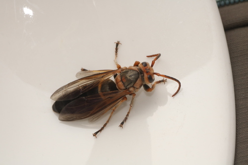 Black-bellied Hornet