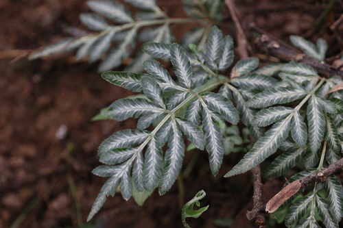 Image of Slender Brake (Pteris ensiformis) by (c) Conrado Pável de Oliveira, some rights reserved (CC BY)