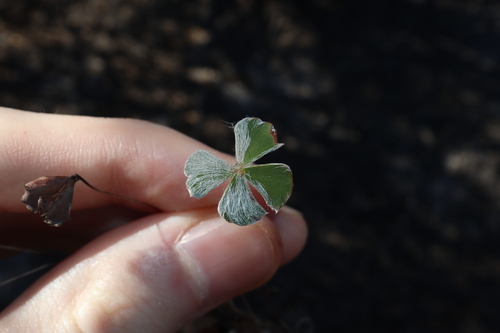 Image of Marsilea drummondii by (c) Thomas Mesaglio, some rights reserved (CC BY)