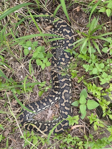 Coastal Carpet Python sighting
