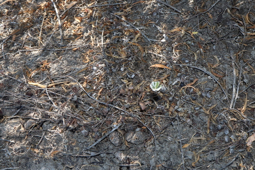 Image of Marsilea drummondii by (c) Thomas Mesaglio, some rights reserved (CC BY)