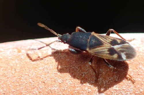 Icus angularis
