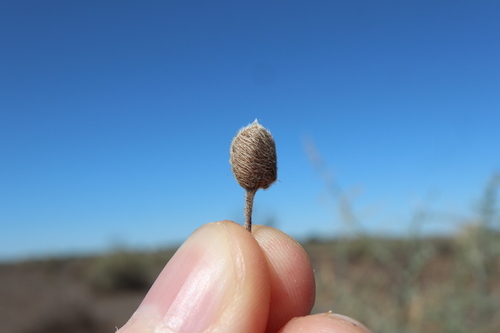 Image of Marsilea drummondii by (c) Thomas Mesaglio, some rights reserved (CC BY)