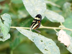 Mechanitis menapis mantineus