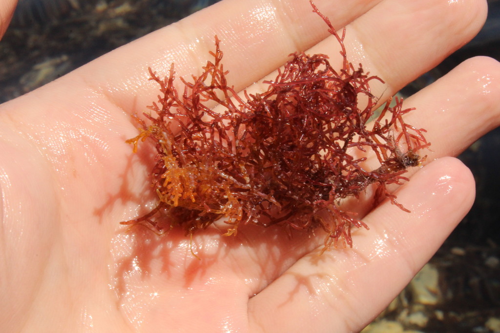 Laurencia caduciramulosa (Laurencia caduciramulosa)