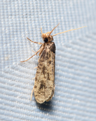 Amydria effrenatella