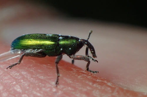 Aulacobaris cuprirostris