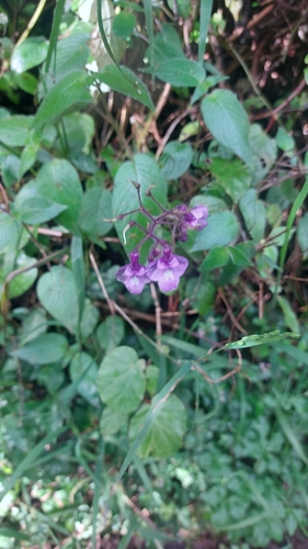Streptocarpus glandulosissimus