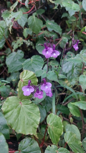 Streptocarpus glandulosissimus, photograph 1