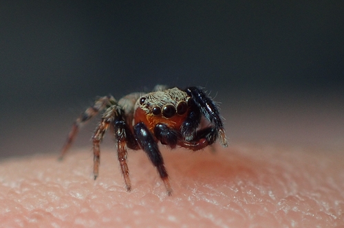 Euophrys nigripalpis