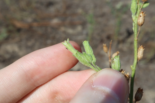 Image of Nicotiana velutina by (c) Thomas Mesaglio, some rights reserved (CC BY)