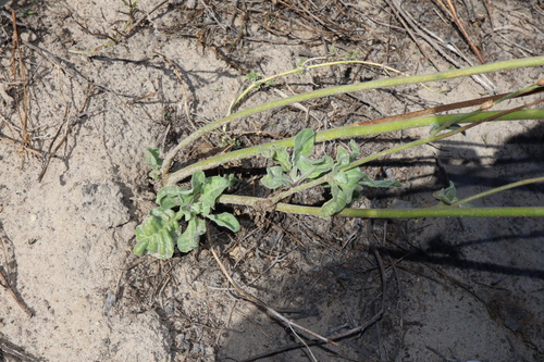 Image of Nicotiana velutina by (c) Thomas Mesaglio, some rights reserved (CC BY)