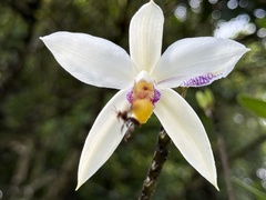 Bromheadia finlaysoniana, photograph (c) John Witton, some rights reserved (CC BY)
