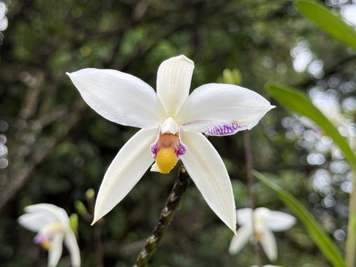 Bromheadia finlaysoniana, photograph 6