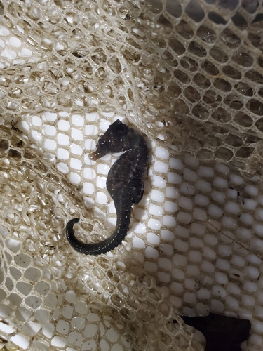 Northern Seahorse photographed in Maryland