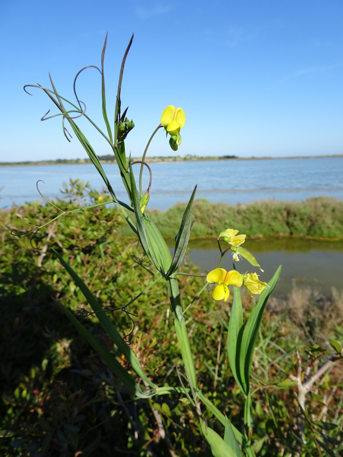 Lathyrus annuus