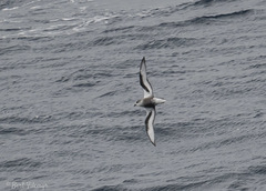 Pterodroma inexpectata