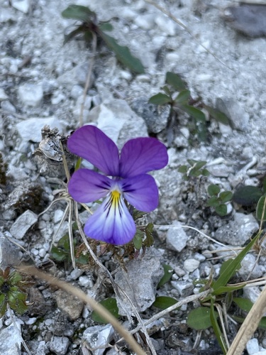 Rouen Pansy (Viola hispida)