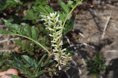Native Liquorice (Glycyrrhiza acanthocarpa)
