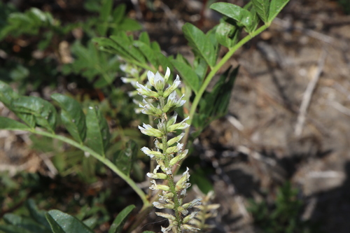Image of Glycyrrhiza acanthocarpa by (c) Thomas Mesaglio, some rights reserved (CC BY)